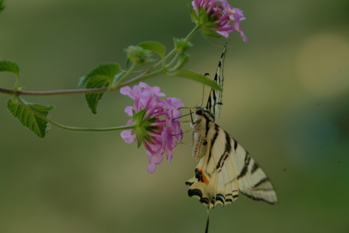 Iphiclides podalirius